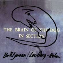 The Brain Of The Dog In Sectio